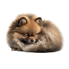 Obraz premium Sleeping Pomeranian Dog in a invisible background Generative AI