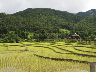 Fototapeta na wymiar pai rice paddy in thailand