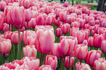 Obraz premium pink tulips in the garden