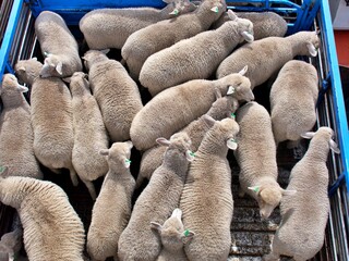 Schafe im Tiertransport