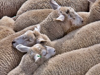 Schafe im Tiertransport