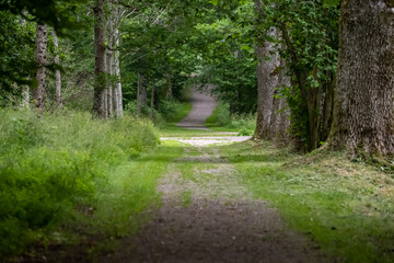 Fototapeta premium Looking down a gravel road in a forest.