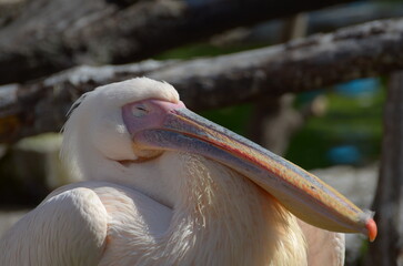 close up of a pelican