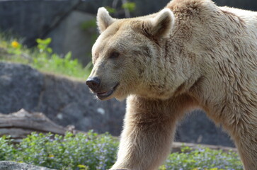 brown bear in zoo