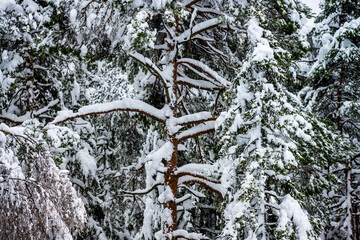 Heavy snow weighing down tree branches.