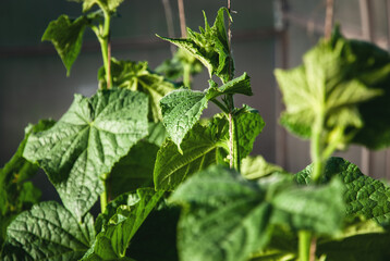 Cucumber plants growing in greenhouse, cucumber vines, plant support string