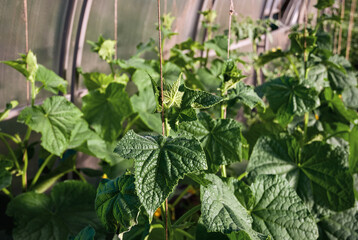 Cucumber plants growing in greenhouse, cucumber vines, plant support string