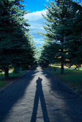 Shadow in the park