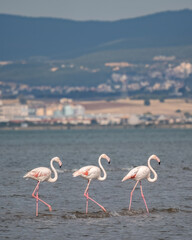 A Group of beautiful pink Flamingos walking on the beach of Alexandroupolis Greece.