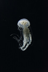 jellyfish in the water