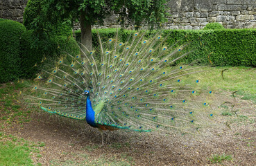 Obraz premium Peacock Displaying Its Plumage