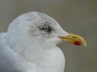 Seagull Close-Up