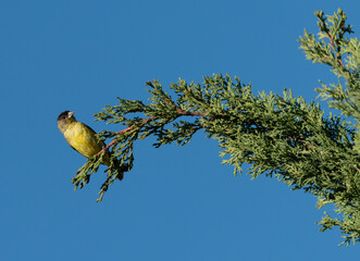 Lawrence's Goldfinch (Spinus Lawrencei)