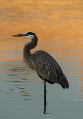 Great Blue Heron Wading in a Marsh