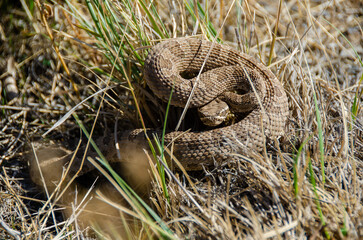Rattlesnake coiled and ready to strike making a warning sign for danger or beware concept.