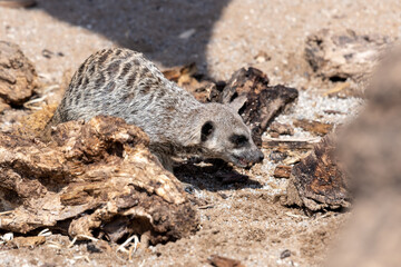 Fototapeta premium Close up of a meerkat (suricata suricatta)