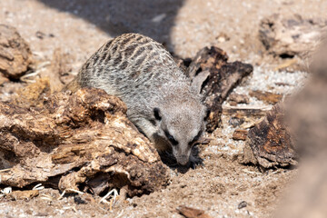 Obraz premium Close up of a meerkat (suricata suricatta)