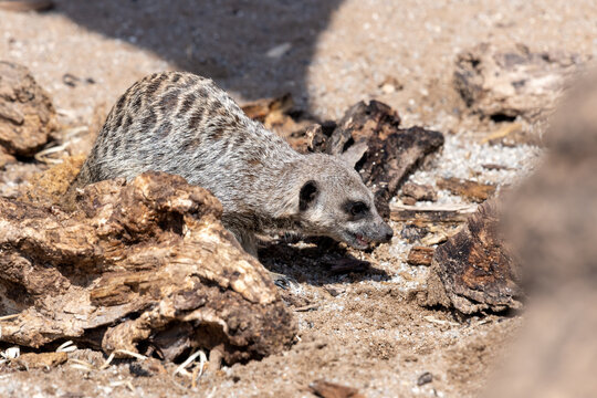 Close up of a meerkat (suricata suricatta)