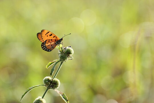 butterfly perched on the grass on a yellow background © ridho