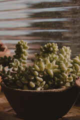 succulent plant sunbathing