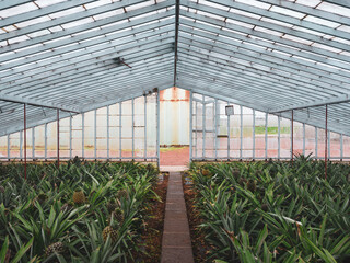 Commercial pineapple greenhouse.