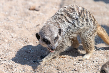 Photo of a meerkat (suricata suricatta)