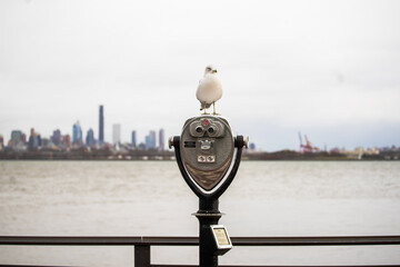 Telescope view of New York Skyline with a bird - Powered by Adobe