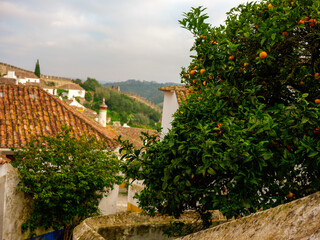 Orange tree in quaint European village.