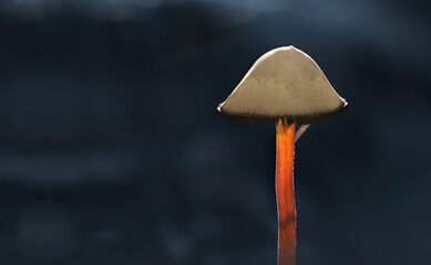 Tiny Mushroom