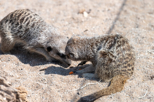 Meerkats (suricata suricatta)