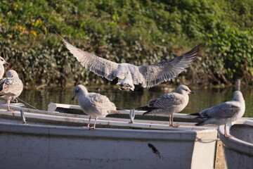 Seagull in flight with open wings up over boats with other seagulls