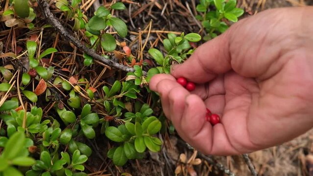 A woman collects cranberries in a wild forest. Picking red cranberries close-up in the forest.