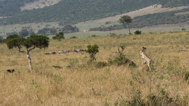 Cheetah watches zebras of Kenya. Cheetah is fastest animal in world of wildlife. More video about life of this dangerous predator in collection.