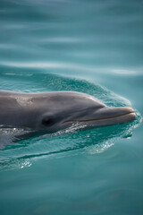 Fototapeta premium BAHAMAS PANORAMIC TURISTIC