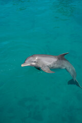 BAHAMAS PANORAMIC TURISTIC