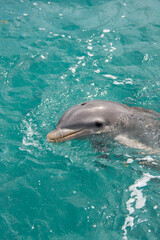 BAHAMAS PANORAMIC TURISTIC