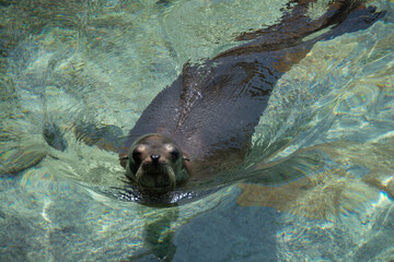 BAHAMAS PANORAMIC TURISTIC