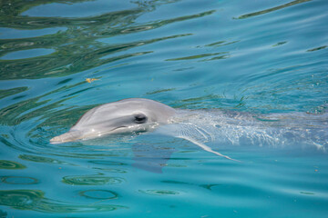 Obraz premium BAHAMAS PANORAMIC TURISTIC