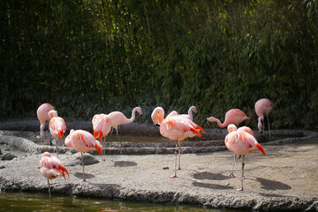 flamingos in the zoo, many flamingos, the zoo in Zurich