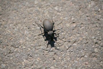 black ant on the ground