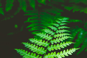 Close up of fern leaf. Dark tinted background picture.