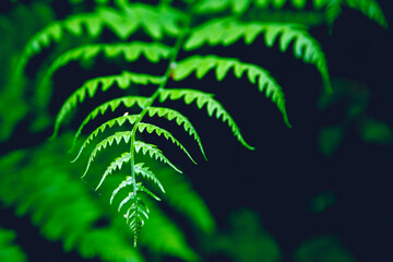 Close up of fern leaf. Dark tinted background picture.