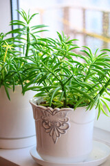 Obraz premium Zielone rozgwiazdy (peperomia nevada) w białych doniczkach na parapecie