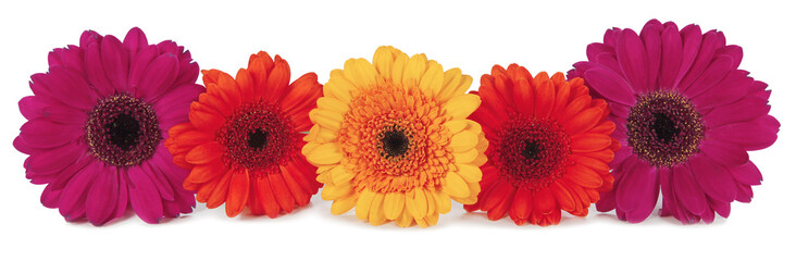 Five Gerbera flower heads in red magneta and yellow orange neatly arranged in a row transparent png...