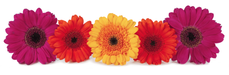 Five Gerbera flower heads in red magneta and yellow orange neatly arranged in a row transparent png file
