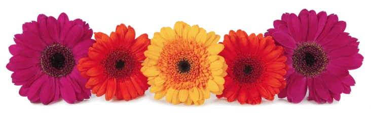 Fototapeten Five Gerbera flower heads in red magneta and yellow orange neatly arranged in a row transparent png file  © Nikki Zalewski