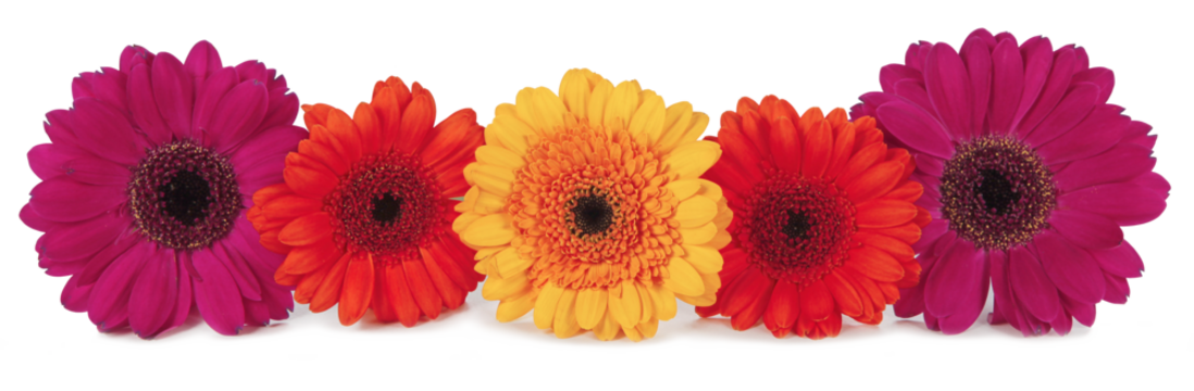 Five Gerbera flower heads in red magneta and yellow orange neatly arranged in a row transparent png file
