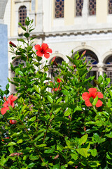 Fototapeta na wymiar Hibiskusblüte vor der Minas-Kathedrale (Iraklio), Kreta