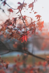 red autumn leaves