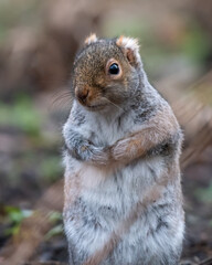 Grey squirrel (Sciurus carolinensis), Edinburgh, Scotland